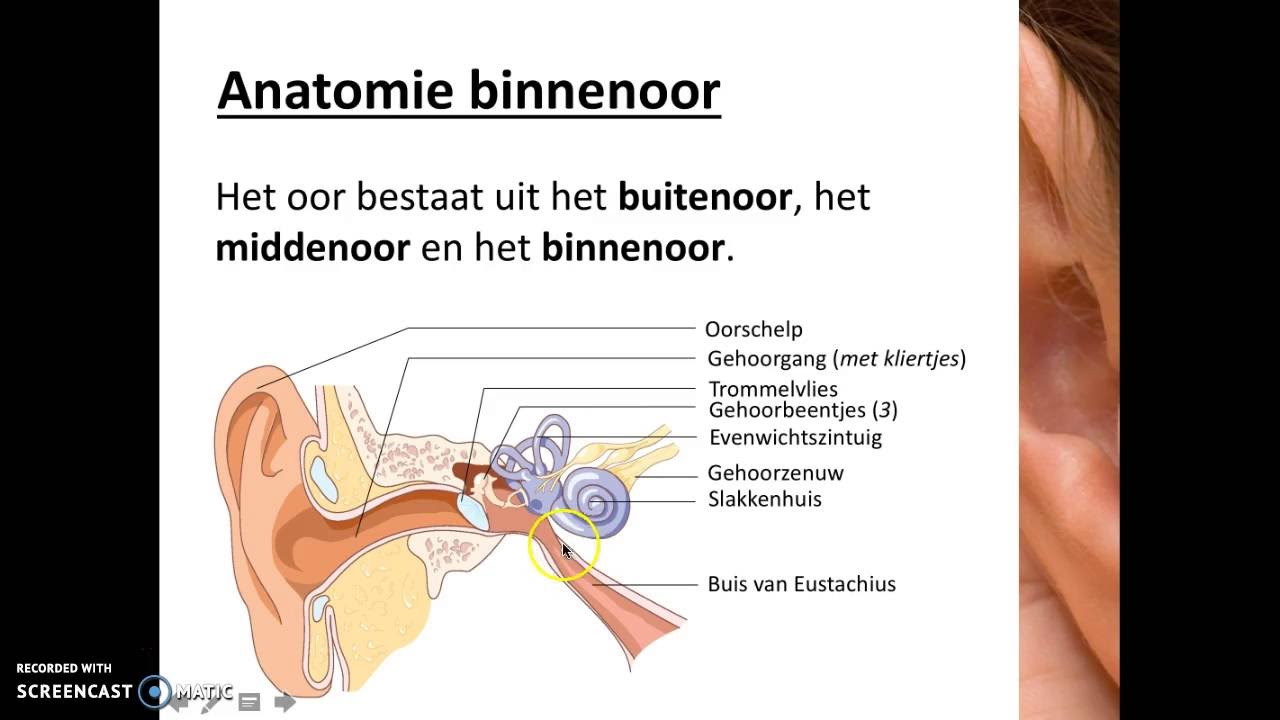 Regeling, waarneming en gedrag - Het oor - YouTube - Wat Is Een Beurs Gevoel