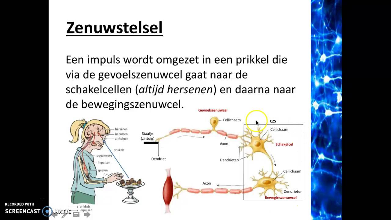 Regeling, waarneming en gedrag - Het zenuwstelsel - YouTube - Hoe Ziet Een Zenuw Er Uit