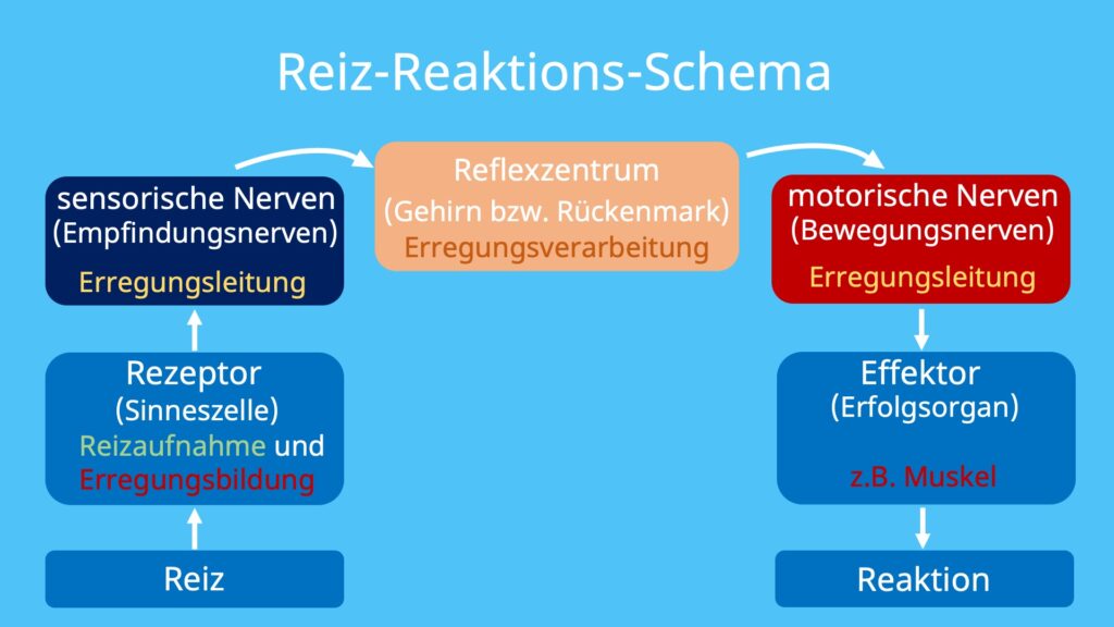 Reiz-Reaktions-Schema • Erklärung und Beispiele · [mit Video] - Reize Door Het Aapenland Pdf