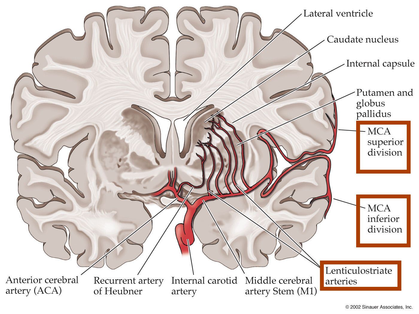 Related image | Arteries anatomy, Arteries, Medical ultrasound - Arteria Cerebri Media Infarct Symptomen