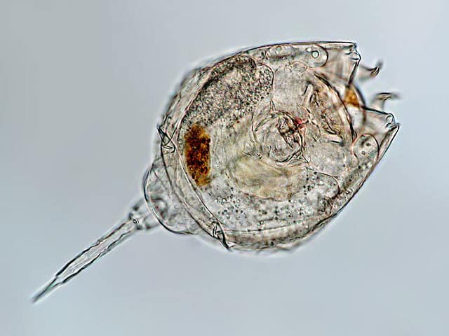 Reusachtige micro-organismen: de protozoa – Online cursus humisme - Geneesmiddel Dat Micro Organismen Dood