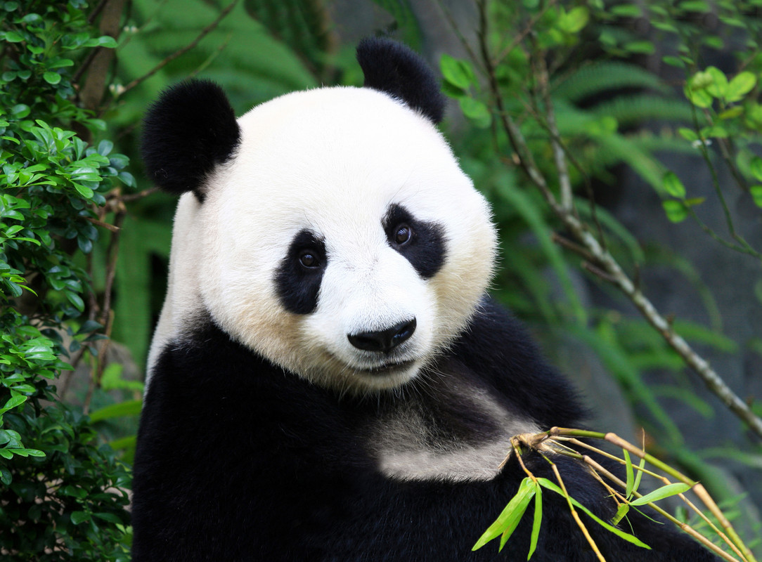 reuzenpanda — Postimages - Hoeveel Reuzenpanda's Zijn Er In Nederland