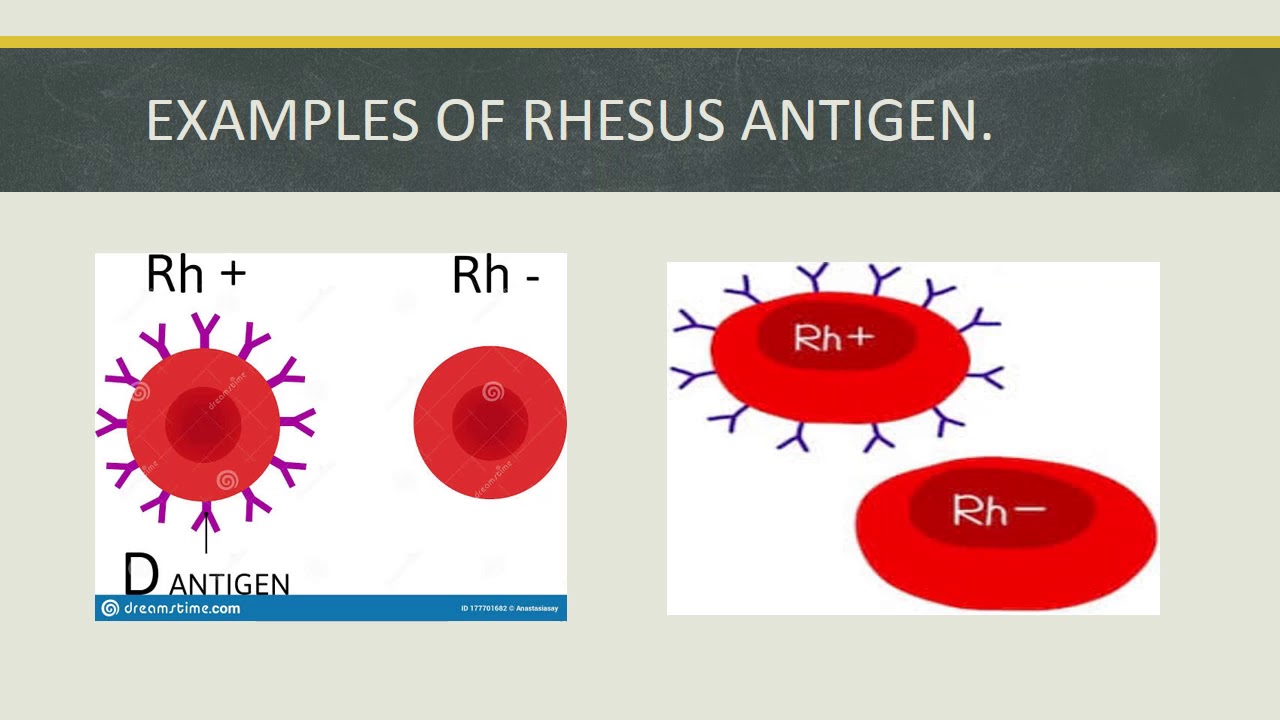 RHESUS FACTOR - YouTube - Verschil Rhesus C En D