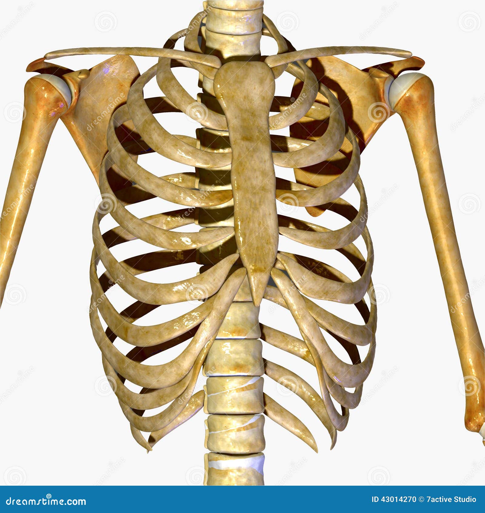 Rib Cage Stock Photo | CartoonDealer.com #43014270 - Hoeveel Ribben Heeft Een Man