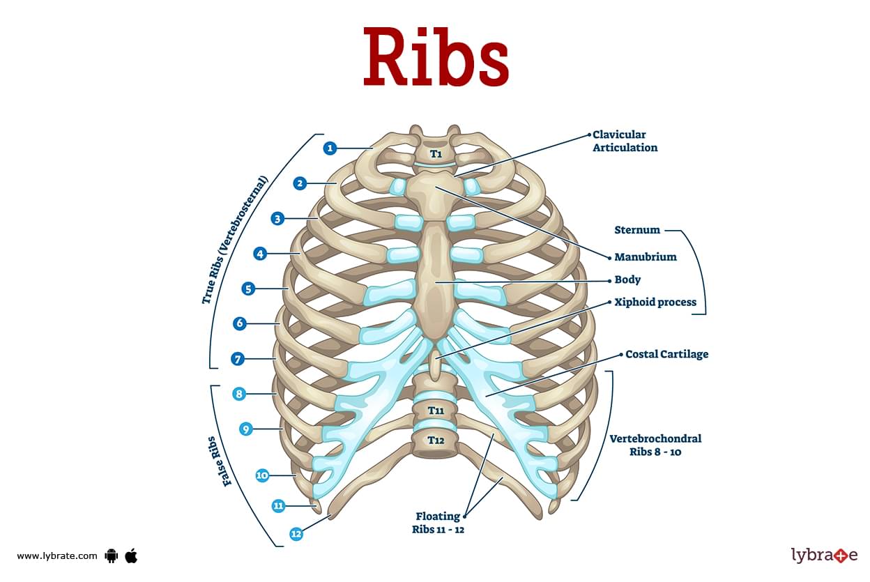 Ribs (Human Anatomy): Picture, Functions, Diseases, and Treatments - Hoeveel Ribben Heeft Een Slang