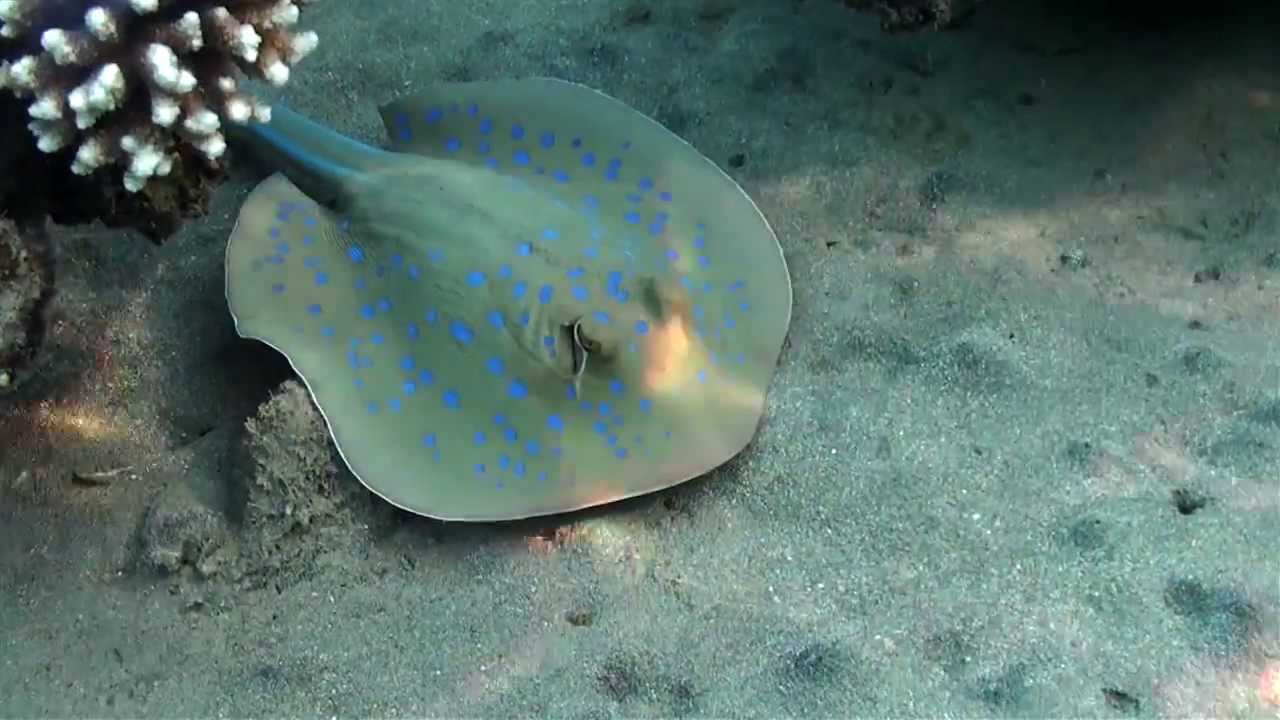 Rijkdom aan vissen in de Rode Zee - YouTube - Verbinding Tussen Caribische Zee En Grote Oceaan