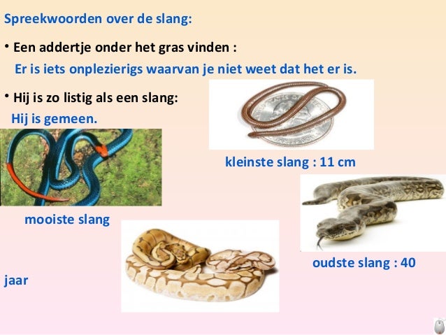 Hoe Oud Wordt Een Slang