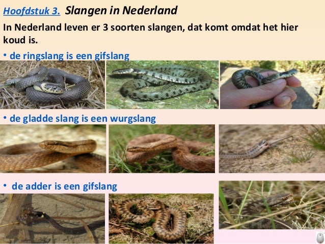 Robin spreekbeurt slangen - Hoe Oud Wordt Een Slang