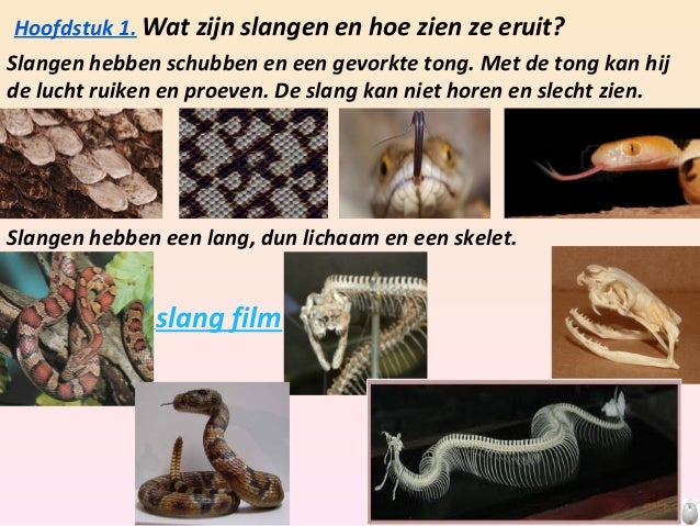 Robin spreekbeurt slangen - Hoe Oud Wordt Een Slang