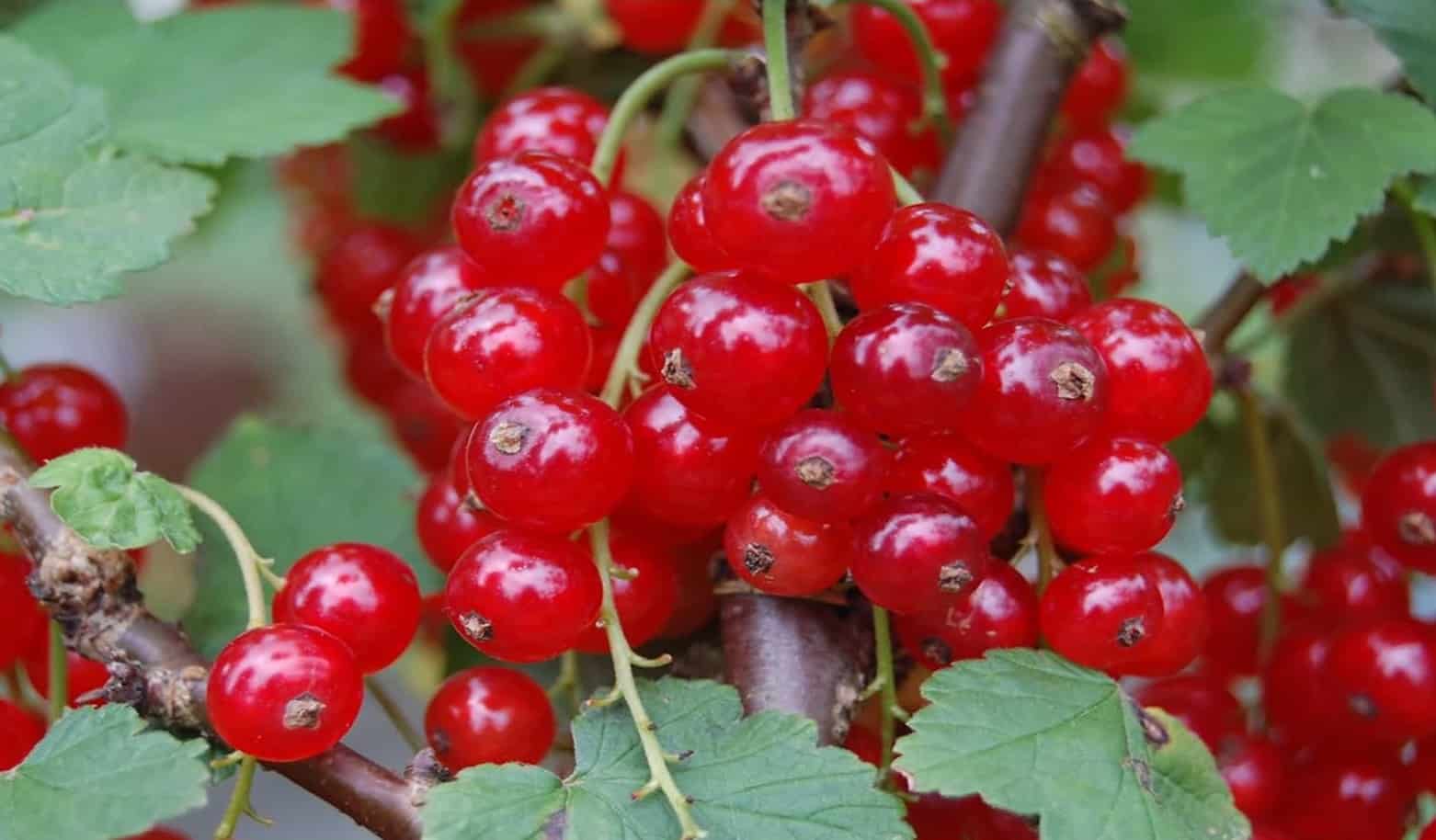Rode bessen planten, verzorgen en oogsten - Yggdrasil - Giftige Bessen In De Tuin