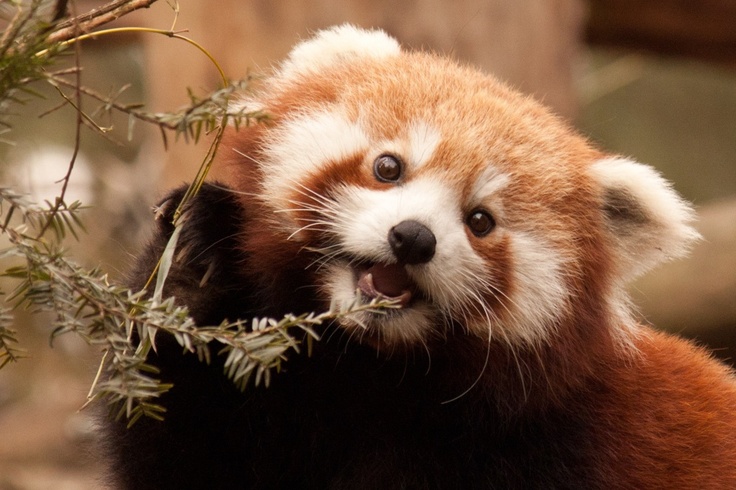 Waar Leeft De Rode Panda