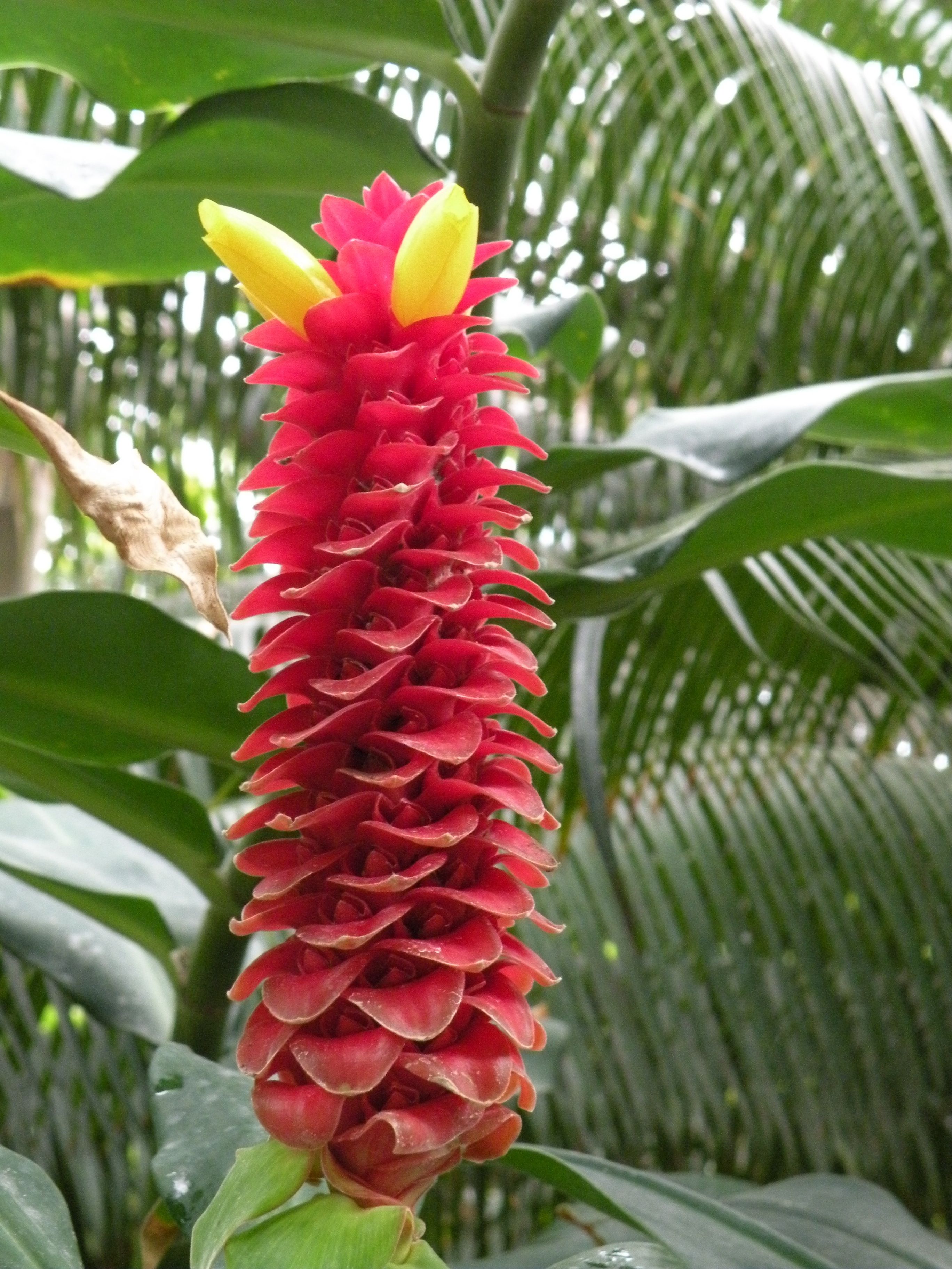 Rode, tropische bloem - Planten In Het Tropisch Regenwoud