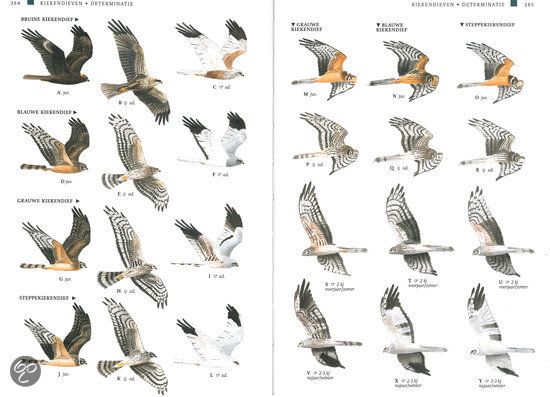 Roofvogels Herkennen In De Lucht