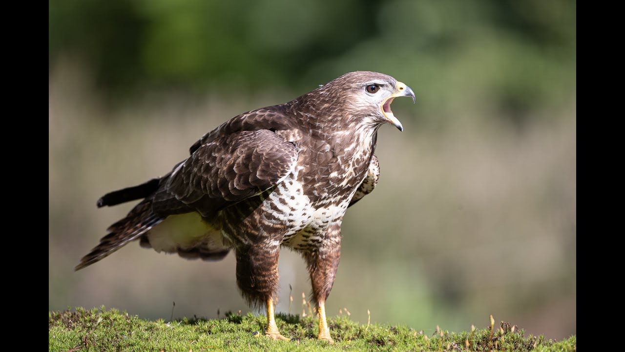 Roofvogels voor de hut - YouTube - Inheemse Roofvogel Met Gele Ogen