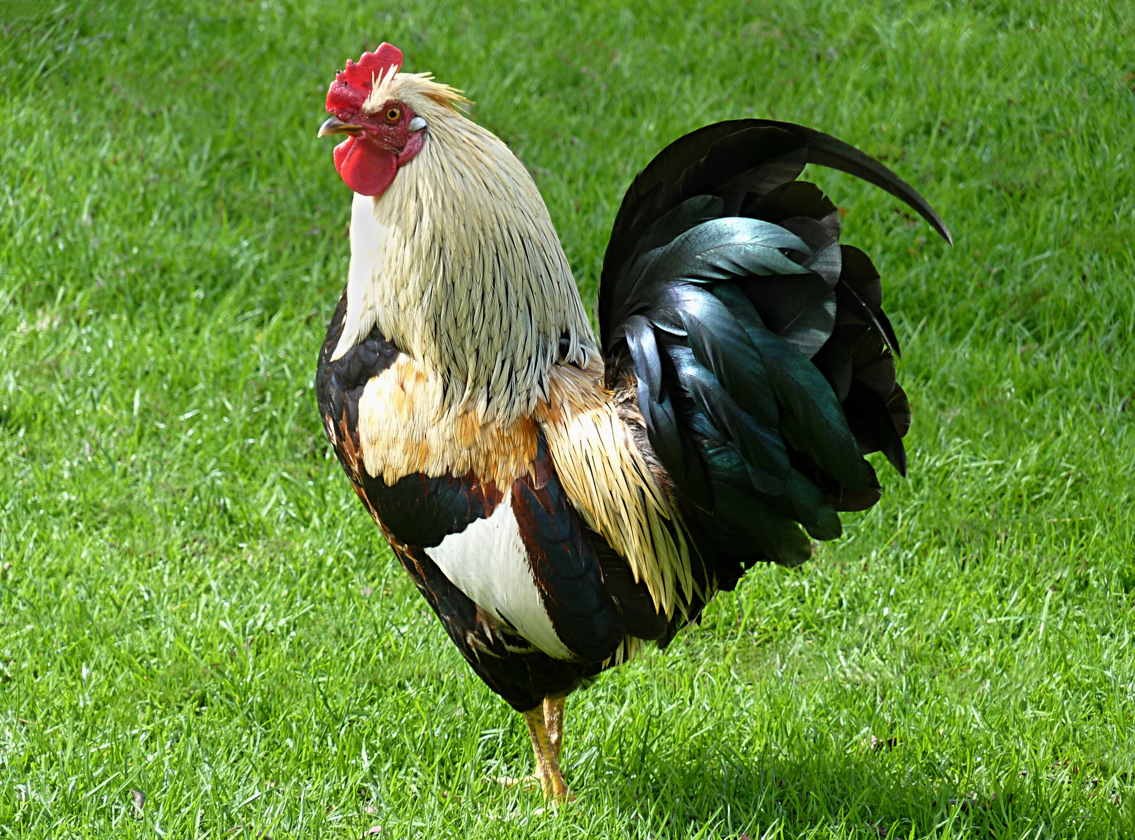 Het Rooster Of De Rooster