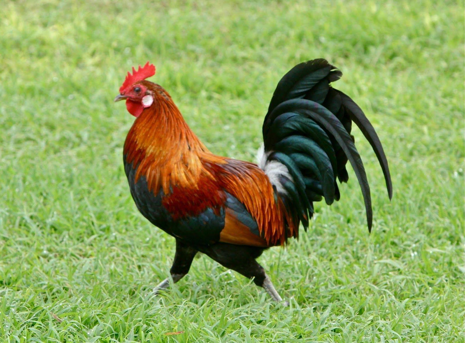 Rooster Wallpapers - Wallpaper Cave - Het Rooster Of De Rooster