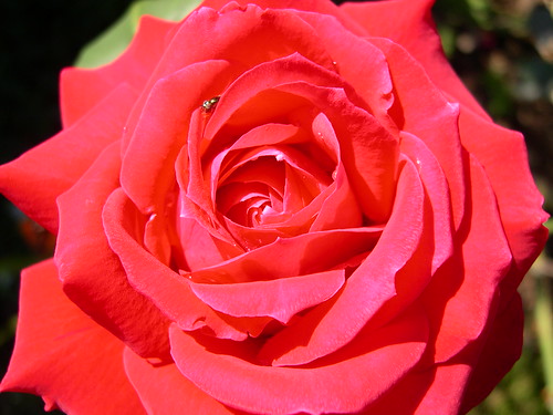 Rose | Margaret W. Carruthers | Flickr - Cae Use Of English Practice
