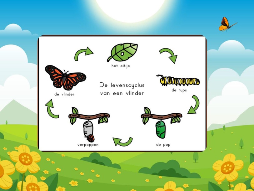 Welke Rups Wordt Welke Vlinder