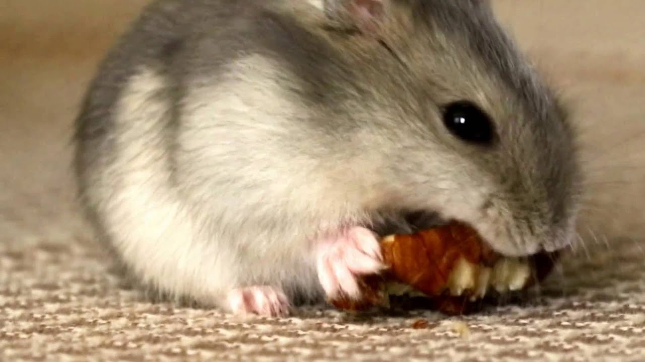 Russische dwerghamster aan het eten - YouTube - Hoe Oud Wordt Een Russische Dwerghamster