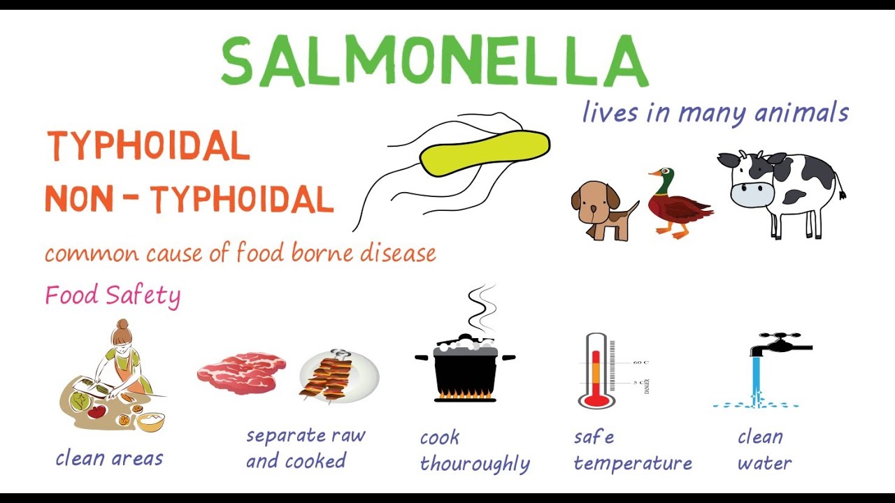Salmonella food poisoning treatment - фото презентация - Wat Te Doen Bij Salmonella