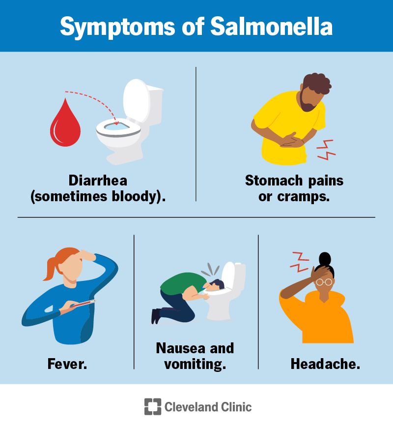Salmonella: Outbreaks, Causes, Symptoms & Treatment (2023) - Wat Te Doen Bij Salmonella