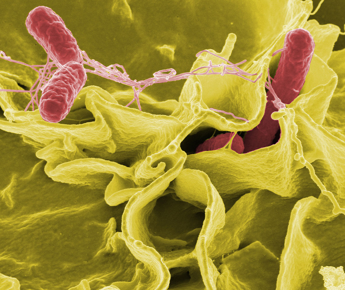 Wat Te Doen Bij Salmonella
