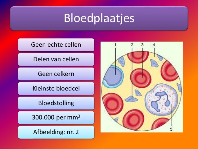Samenstelling bloed - Aan Welk Deel Van Het Bloed Bindt Koolstofmonoxide