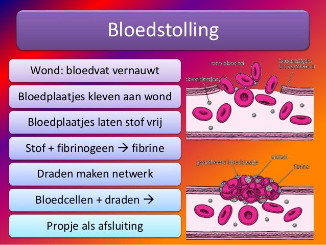 Samenstelling bloed - Wat Is De Functie Van De Celkern