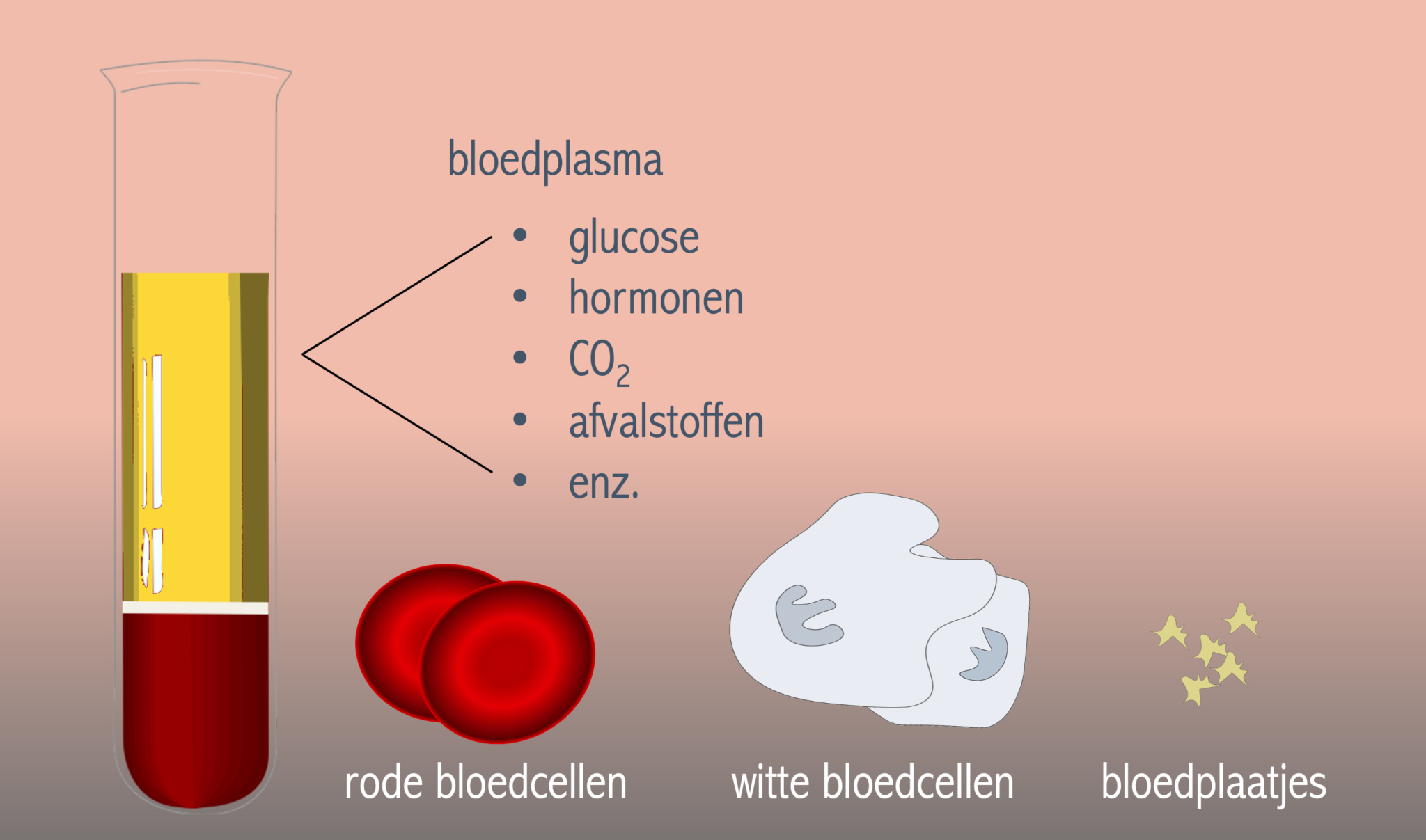 Samenstelling bloed – Biojuf - Welk Eiwit In Bloedplasma Is Nodig Voor Bloedstolling