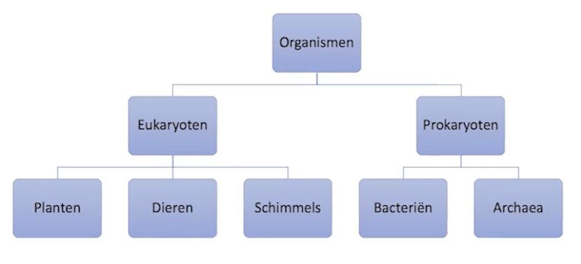 Samenvatting van Evolutie uit Biologie voor jou / bvj – 4 havo – 8 - In Welke Twee Hoofdgroepen Worden Organismen Ingedeeld