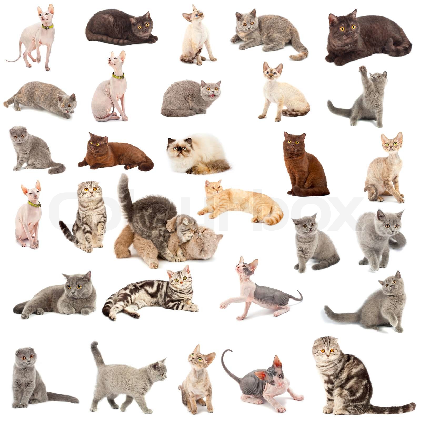 Sammlung eines Katzen in verschiedenen Posen und unterschiedlichen - Welke Kleuren Kunnen Katten Zien