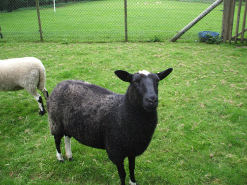 Schapen – DierenRijck Reuver - Schaap Met Zwarte Kop En Zwarte Poten