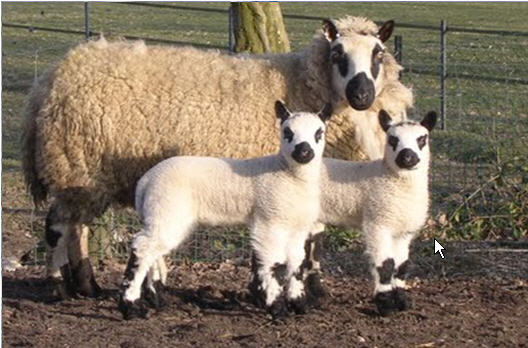 Schapen – DierenRijck Reuver - Schaap Met Zwarte Kop En Zwarte Poten