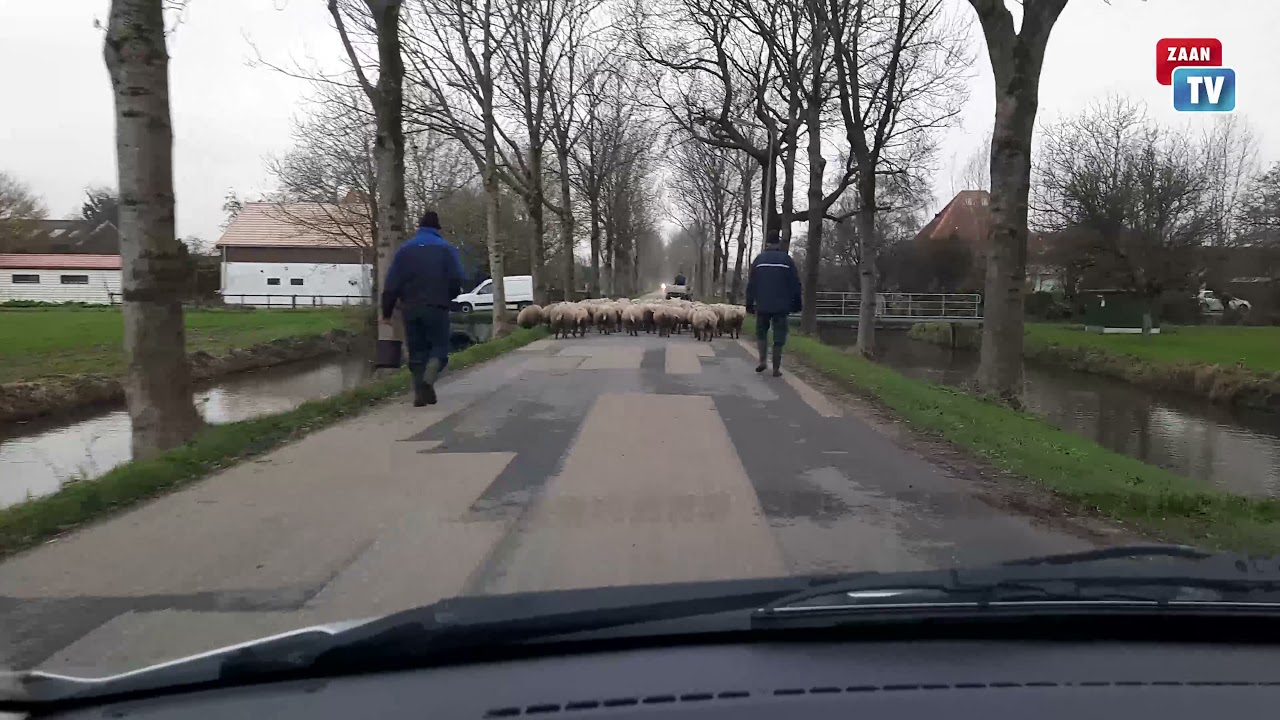 Schapen Zuiderweg Wijdewormer - YouTube - Zcfc Zaandamse Christelijke Football Club Zuiderweg Wijdewormer