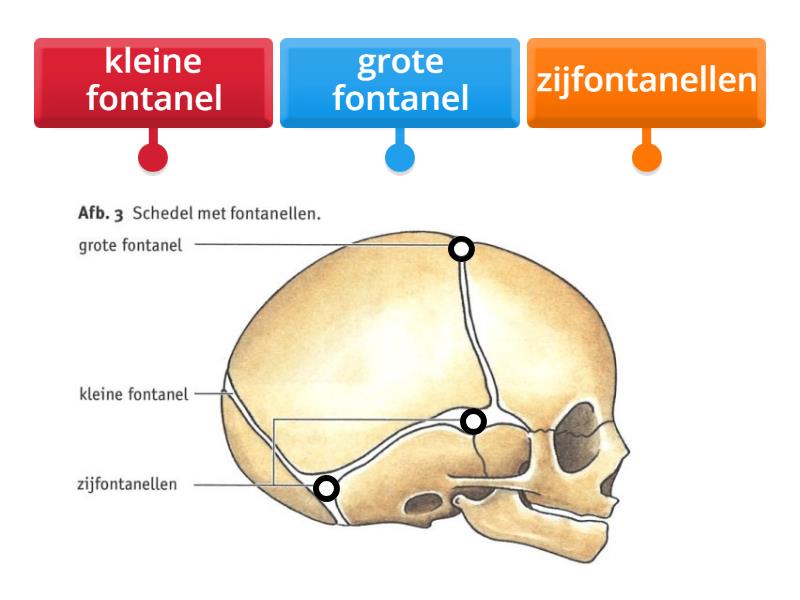 Schedel met fontanellen oefenen - Labelled diagram - Met Hoeveel Botten Wordt Een Baby Geboren