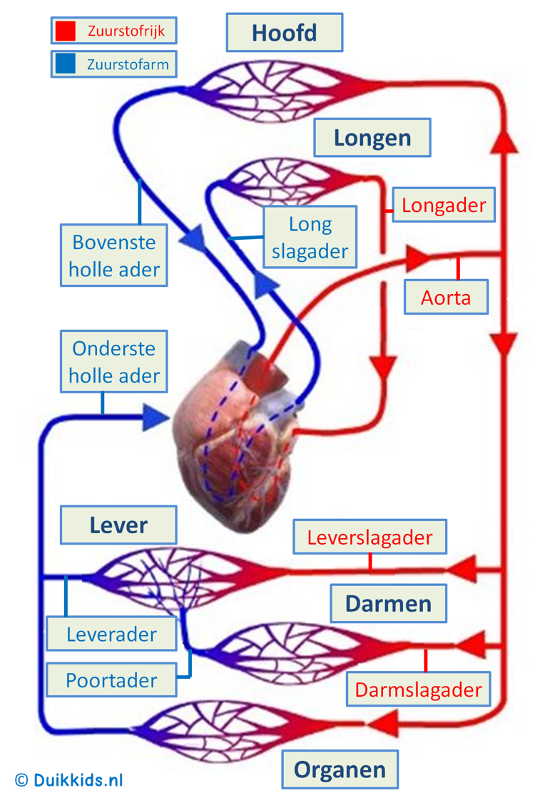 Schema bloedsomloop Class Displays, I Love School, Heart Anatomy, Human - Vloeibaar Deel Van Het Bloed