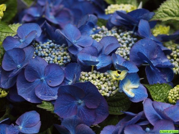 Schermbloemige hortensia's Archives - Hortensia Bertha's Hof | Planten - Welke Schermbloemige Plant Vormt Een Rode Knol
