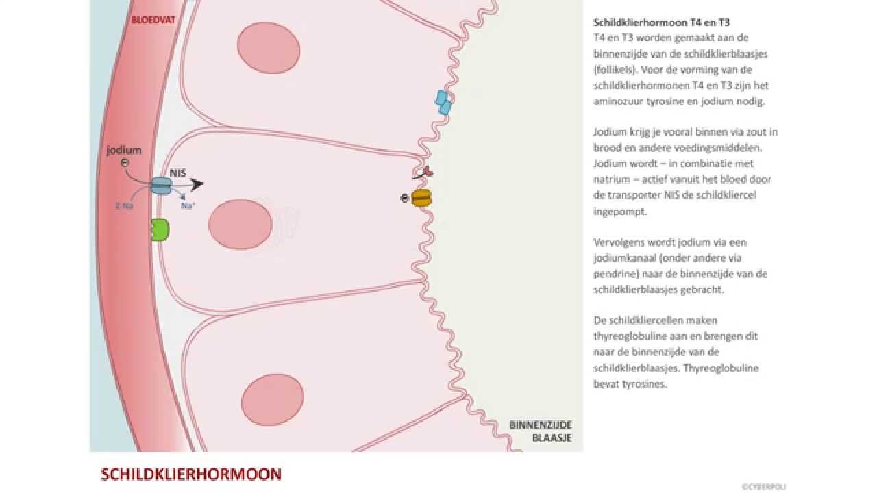 Schildklierhormoon (expertversie) - YouTube - Welk Hormoon Maakt De Schildklier