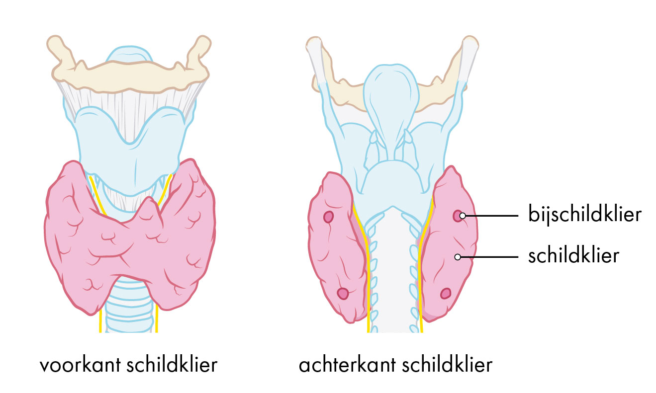 Wat Is Het Verschil Tussen Een Trage Schildklier En Hashimoto