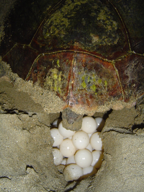 Wanneer Komen Schildpad Eieren Uit