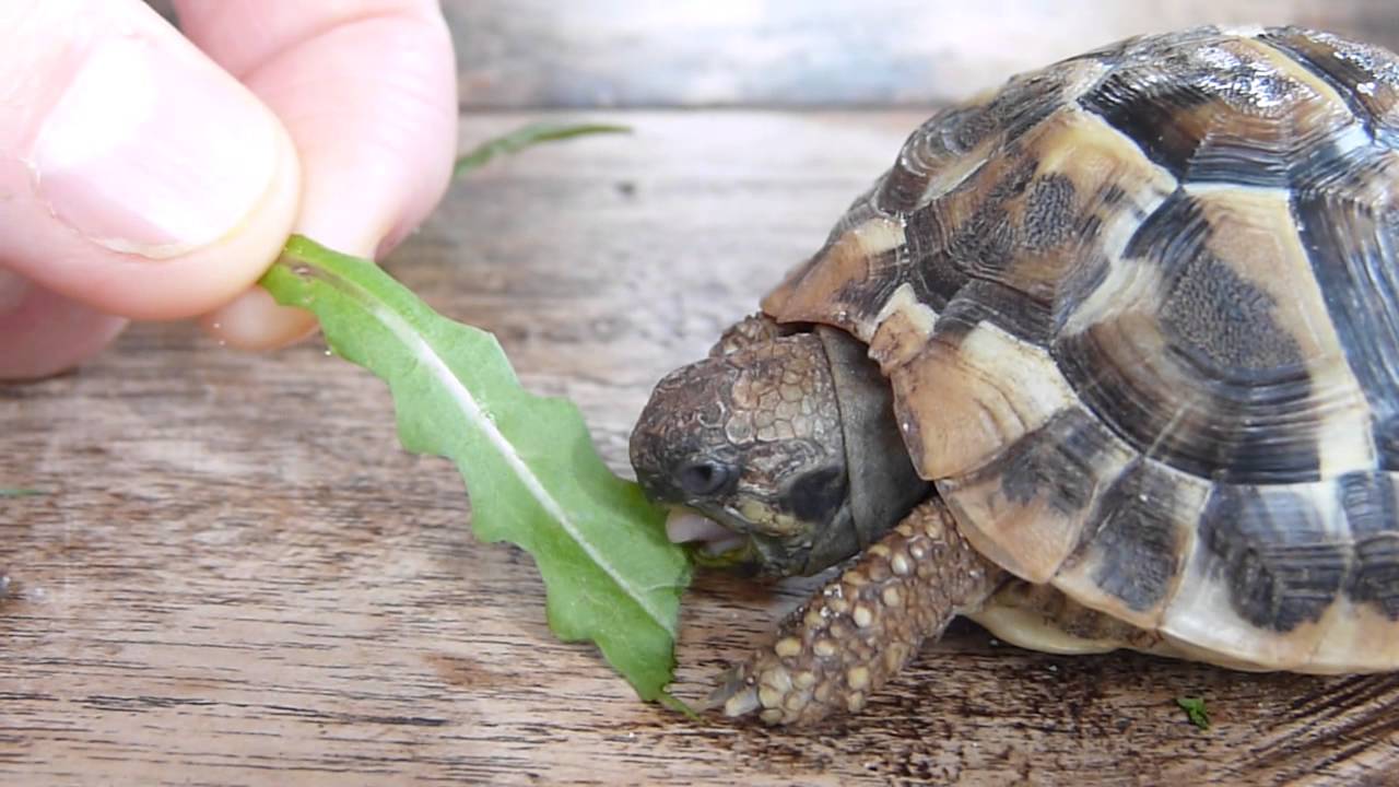 schildpad-kop-eten - YouTube - Welke Schildpadden Mag Je Houden In Nederland