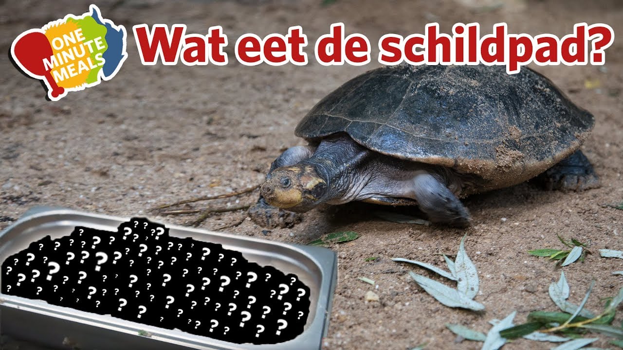 Welke Schildpadden Mag Je Houden In Nederland