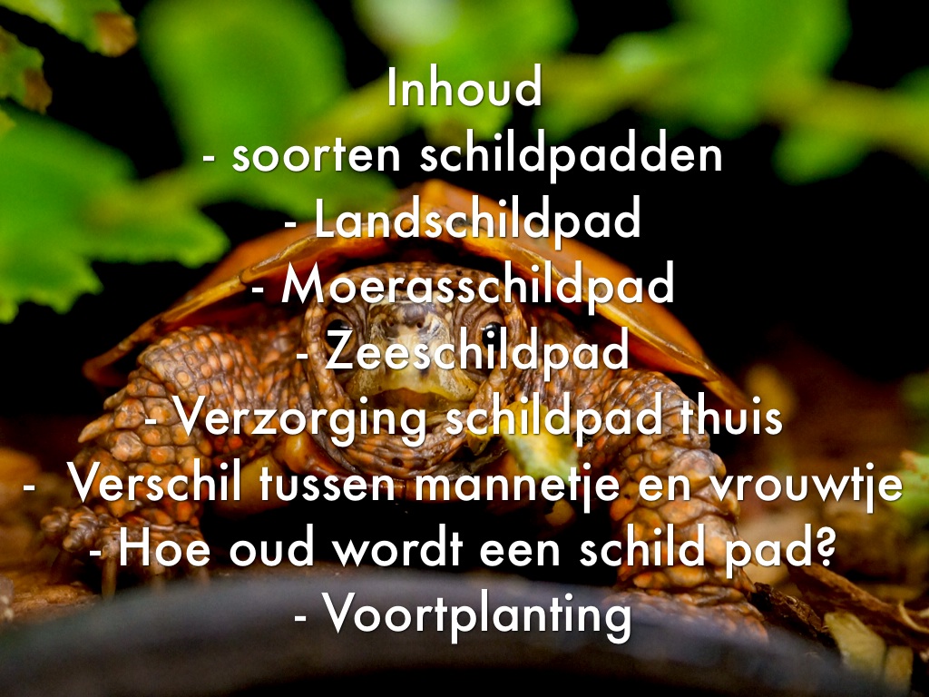 schildpadden by Lin B - Hoe Oud Wordt Een Pad