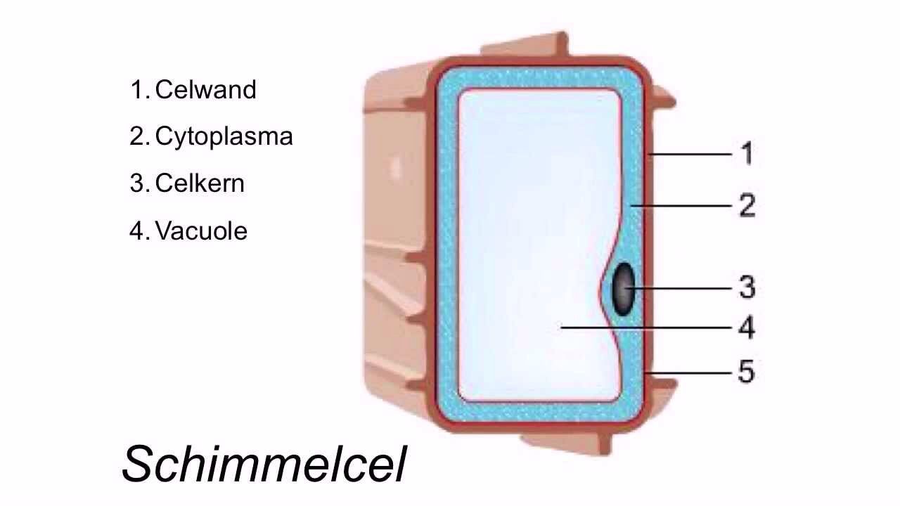 Schimmels | Bioinfo.jouwweb.nl - Welke Celkenmerken Heeft De Schimmel Die Roos Veroorzaakt
