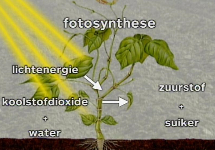 Schooltv: Fotosynthese - Hoe een plant glucose en zuurstof maakt - Een Plant Kan Zuurstof Maken Bij Welk Levenskenmerk Hoort Dit