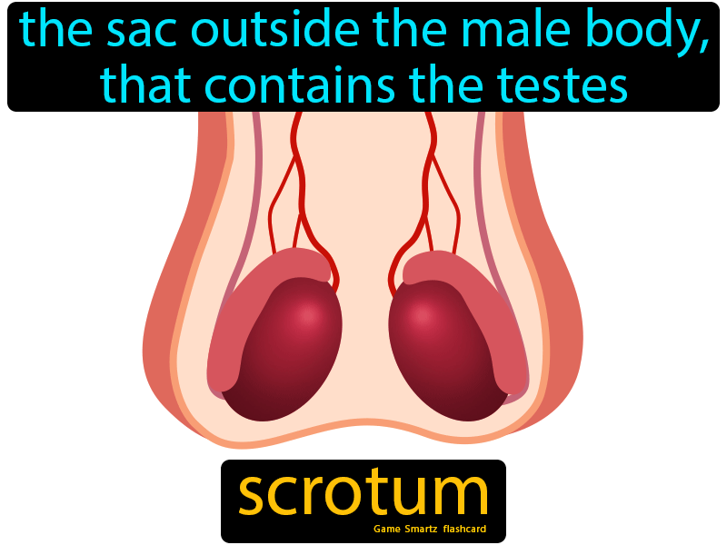 Gedeelte Tussen Anus En Scrotum