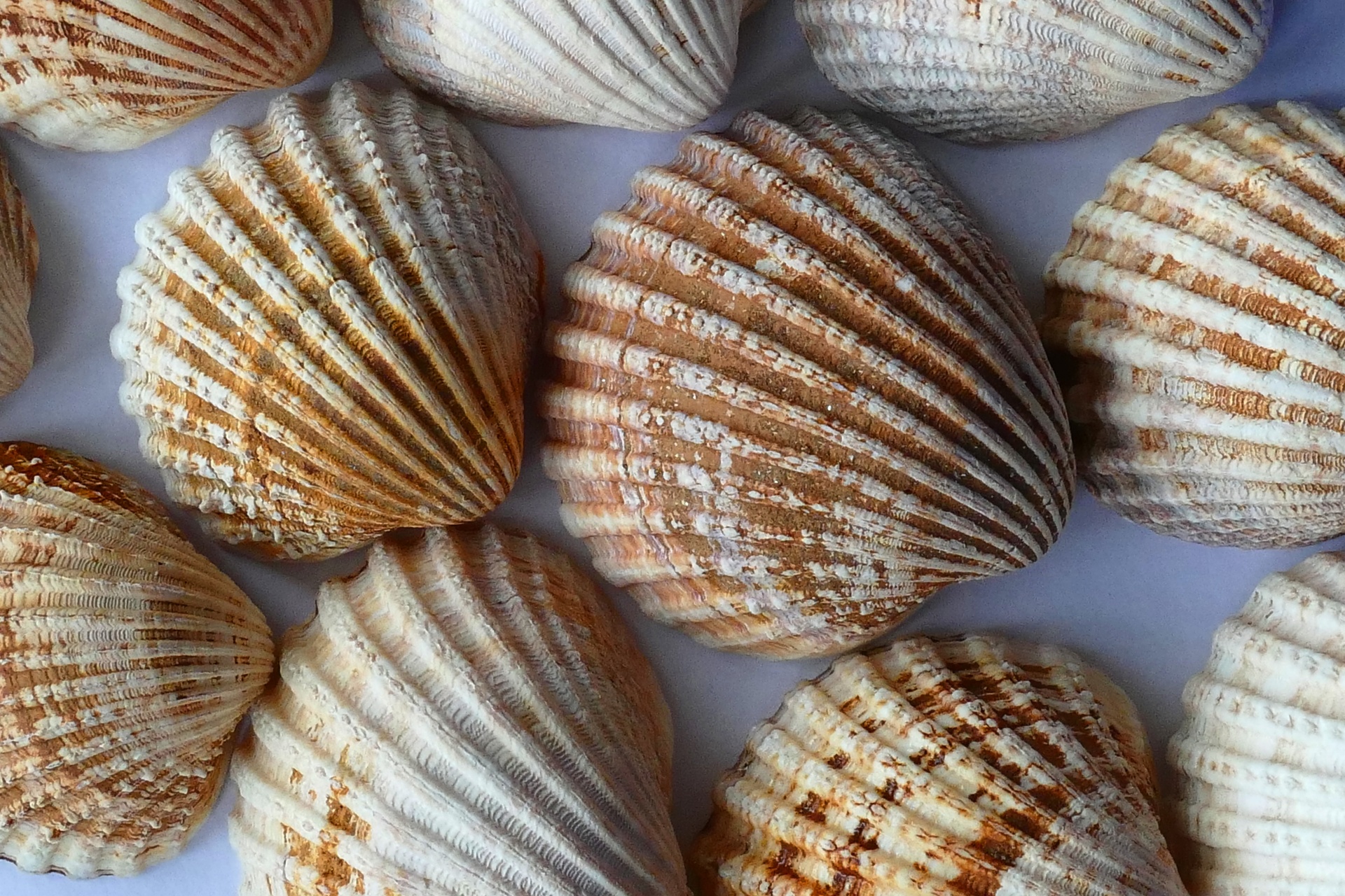 Sea Shells Close Up Free Stock Photo - Public Domain Pictures - Shell Projects & Technology Rijswijk