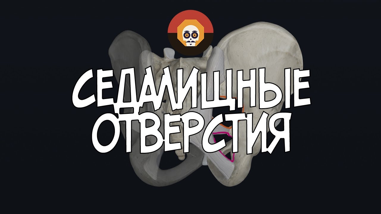 Седалищные отверстия (foramen ischiadicum majus et minus) 3D Анатомия - Foramen Ischiadicum Majus En Minus