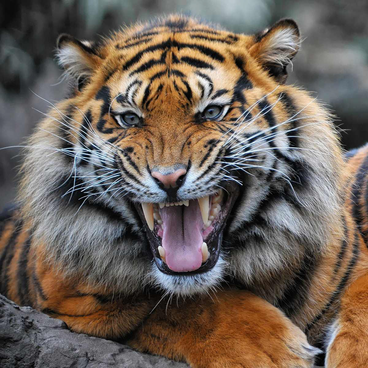 Hoeveel Siberische Tijgers Zijn Er Nog