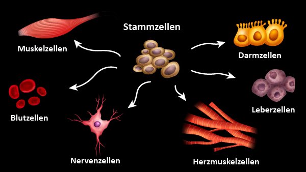 SimplyScience: Stammzellen - Hierin Bevinden Zich Stamcellen 8 Letters